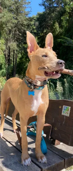 Ollie the dog